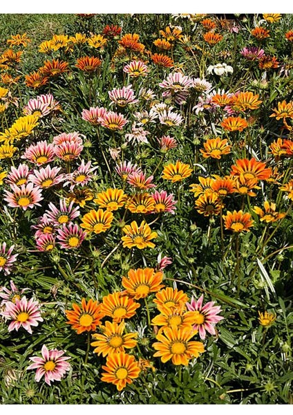 Thebestonline Karışık Renk 10 Adet Gazanya Koyun Gözü Çiçeği Fidanı 20-40CM Saksılı (Gazania) fırsatları
