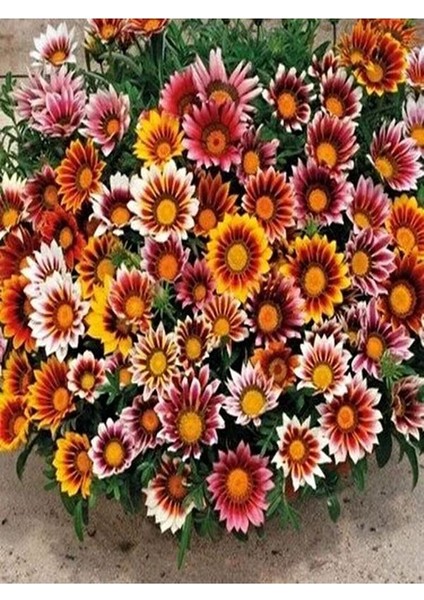 Thebestonline Karışık Renk 10 Adet Gazanya Koyun Gözü Çiçeği Fidanı 20-40CM Saksılı (Gazania) indirimleri