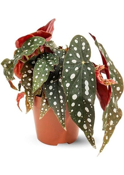 Thebestonline Begonia Maculata / Çilli Begonya