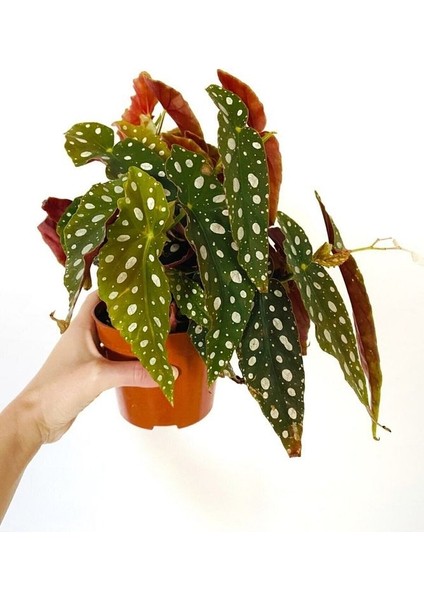 Thebestonline Begonia Maculata / Çilli Begonya fiyatları