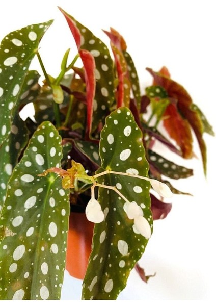 Thebestonline Begonia Maculata / Çilli Begonya modelleri
