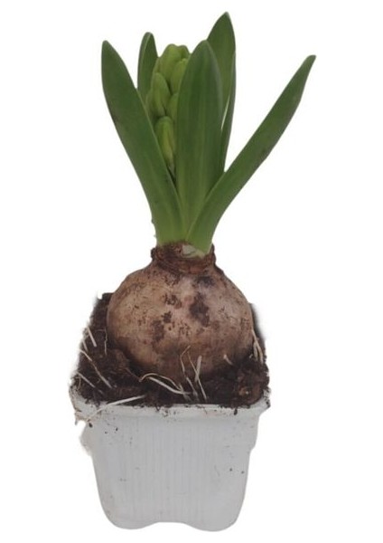 Thebestonline Tekli Sümbül Soğanlı Fide