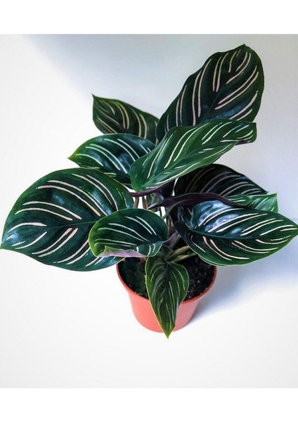 Thebestonline Calathea Beauty Star Dua Çiçeği