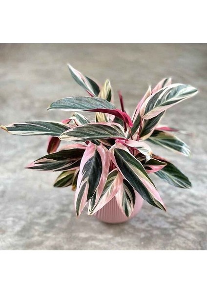 Thebestonline Kalatya Triostar - Dua Çiçeği 50-60 cm