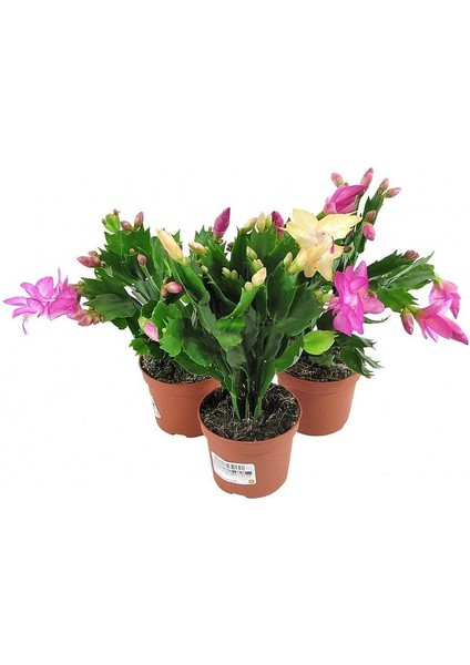 Thebestonline Schlumbergera - Yılbaşı Çiçeği 3 Adet