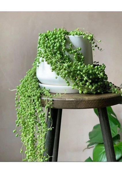 Thebestonline Tesbih Çiçeği Askılı 40-50 cm Saksı Çapı 19 cm fiyatları