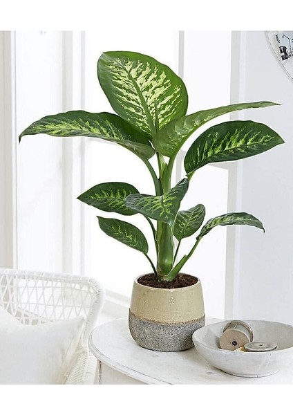 Thebestonline Dieffenbachia - Difenbahya Tropic Snow 40-50 cm Boyunda Üretim Saksısında