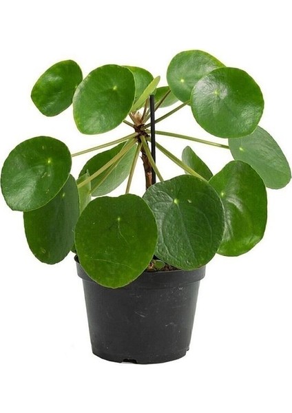 Thebestonline Şans Çiçeği Pilea Peperomioides - Çin Para Ağacı