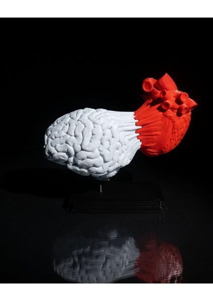 Kalp ve Beyin Biblo 3D Baskı