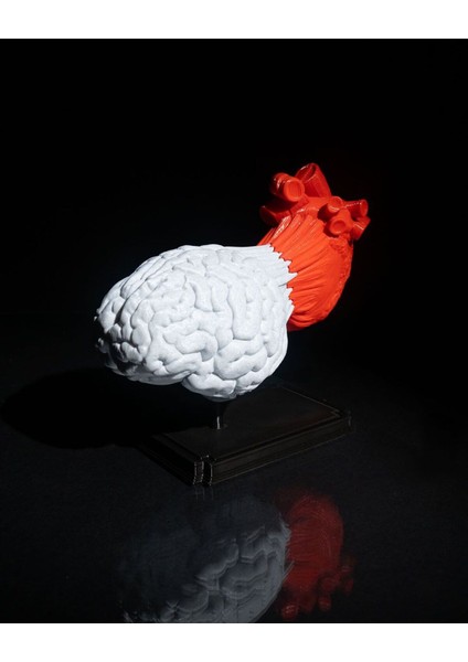 Kalp ve Beyin Biblo 3D Baskı modelleri