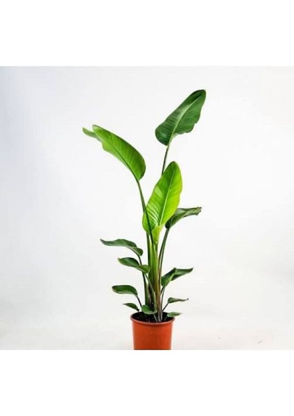 Thebestonline Strelitzia Starliçe 80-110 cm Boyunda Tek Gövdeli Salon Bitkisi Iç Mekan Bitkisi