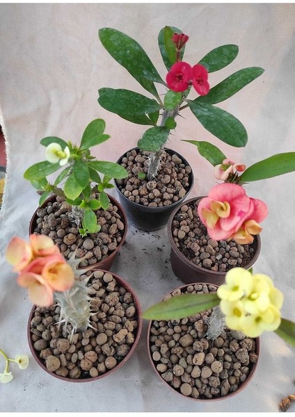 Thebestonline Strelitzia Starliçe 80-110 cm Boyunda Tek Gövdeli Salon Bitkisi Iç Mekan Bitkisi indirimleri