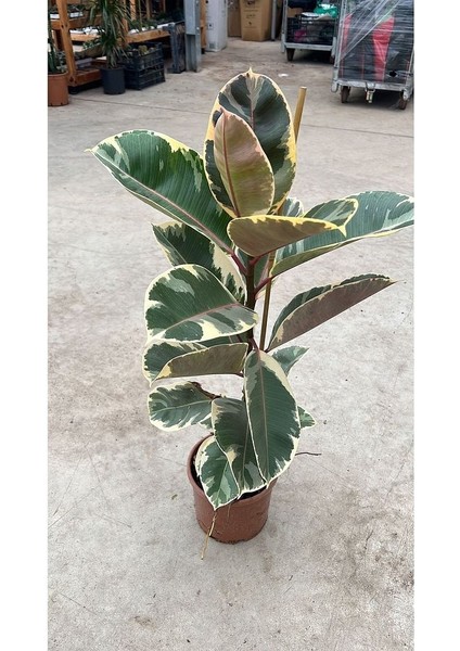 Thebestonline Pembe Alacalı Kauçuk Çiçeği Tek Dallı 70-75 cm - Ev Ofis Salon Iç Mekan Bitkisi