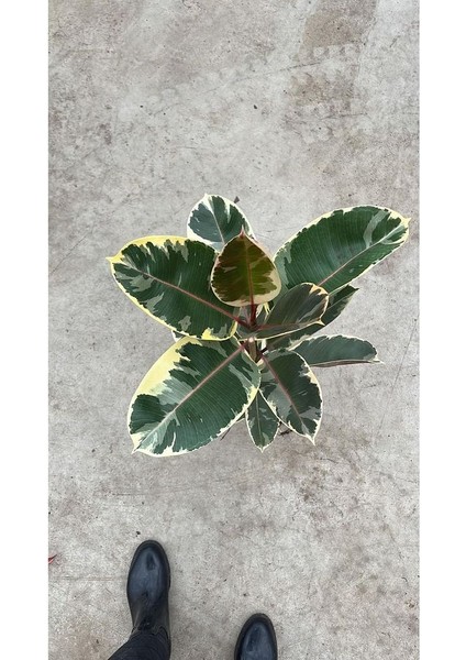 Thebestonline Pembe Alacalı Kauçuk Çiçeği Tek Dallı 70-75 cm - Ev Ofis Salon Iç Mekan Bitkisi fiyatları