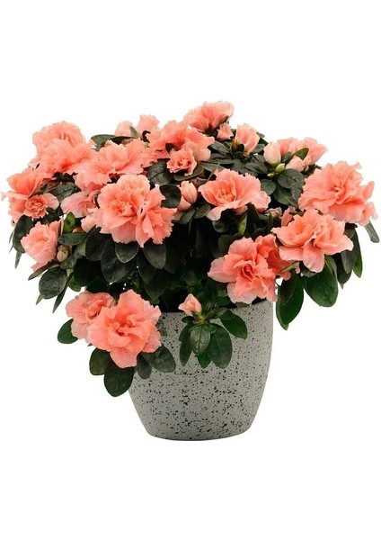 Thebestonline Açelya Azalea Bitkisi Iç Mekan 2 Adet Karışık Renk