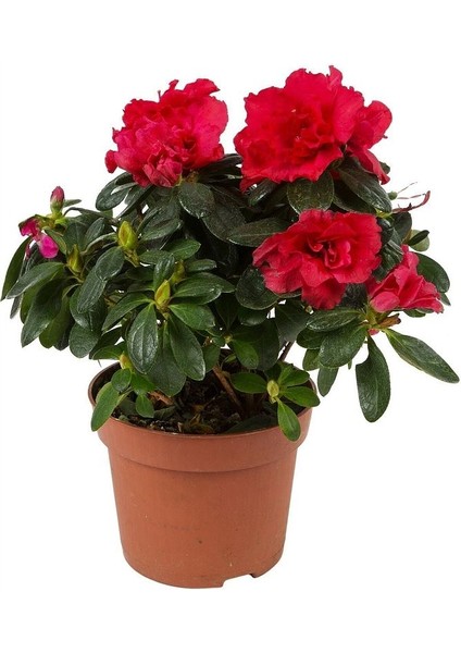 Thebestonline Açelya Azalea Bitkisi Iç Mekan 2 Adet Karışık Renk fiyatları