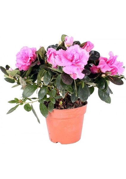 Thebestonline Açelya Azalea Bitkisi Iç Mekan 2 Adet Karışık Renk modelleri