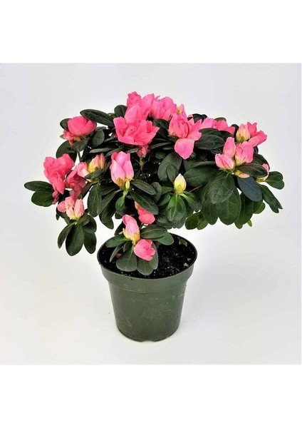 Thebestonline Açelya Azalea Bitkisi Iç Mekan 2 Adet Karışık Renk fırsatları