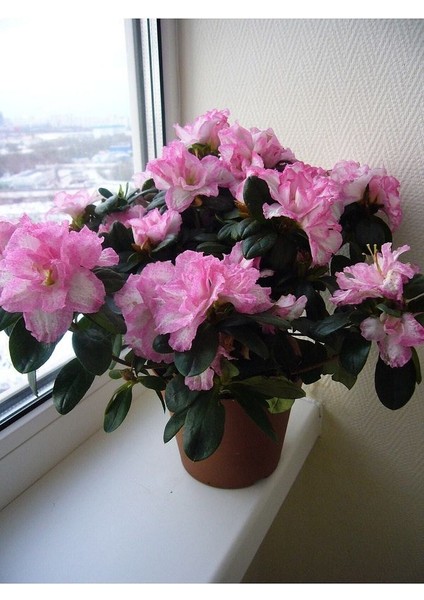 Thebestonline Açelya Azalea Bitkisi Iç Mekan 2 Adet Karışık Renk indirimleri