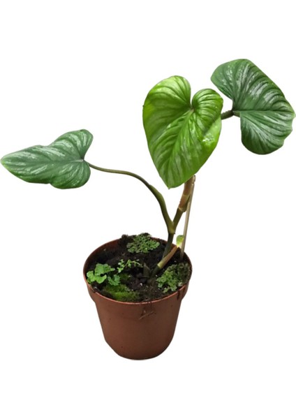 Philodendron 'mamei'