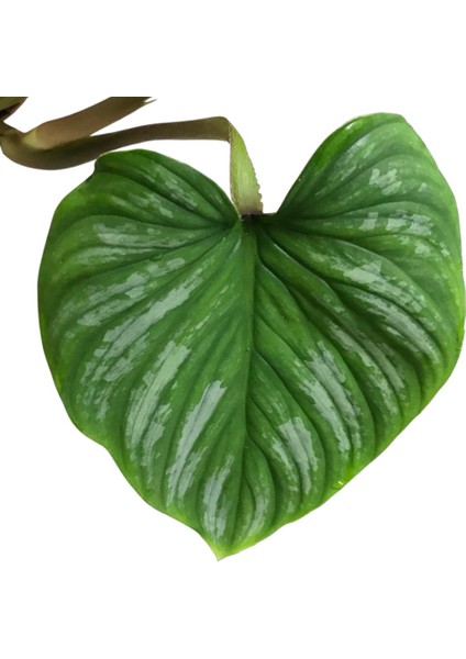 Philodendron 'mamei' fiyatları