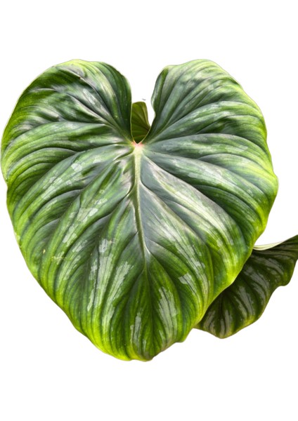 Philodendron Plowmanii fiyatları