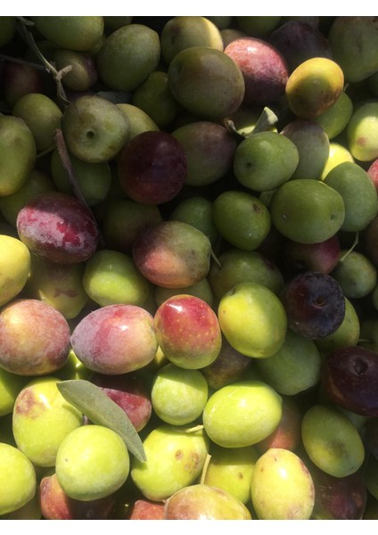 Milas Memecik Kırma ZEYTIN(SUDA)2.000 Gr. fiyatları