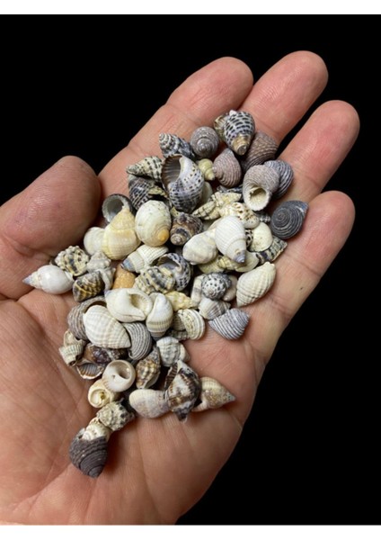 Gerçek Deniz Kabuğu - Mixta Assem - Deliksiz - ( 50GR, Ort. 100 Adet)