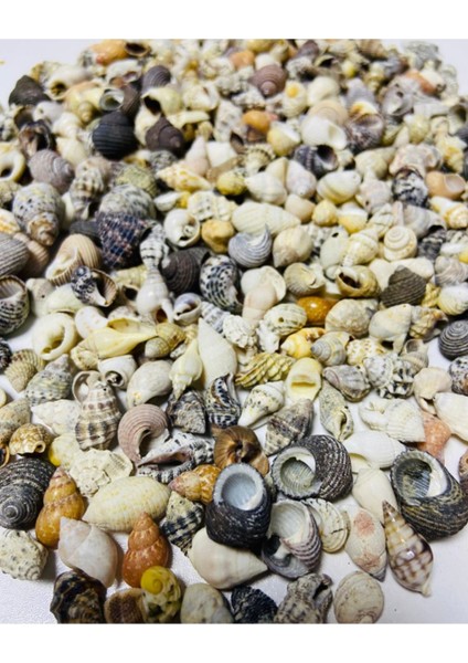 Gerçek Deniz Kabuğu - Mixta Assem - Deliksiz - ( 50GR, Ort. 100 Adet) fiyatları