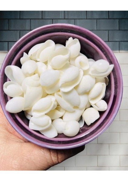 Ithal Deniz Kabuğu - Vmbra Swan - ( 60GR - Ort. 40-55 Adet )