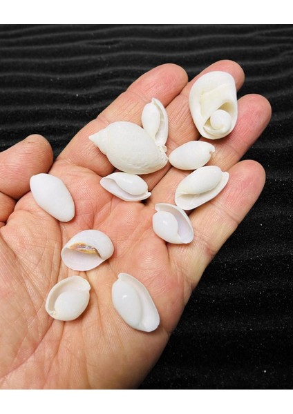 Ithal Deniz Kabuğu - Vmbra Swan - ( 60GR - Ort. 40-55 Adet ) fiyatları