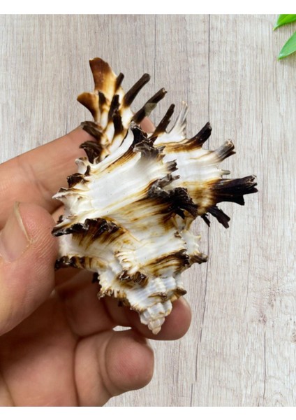 Gerçek Deniz Kabuğu - Hamatis Filum - Deliksiz - ( 2 Adet )