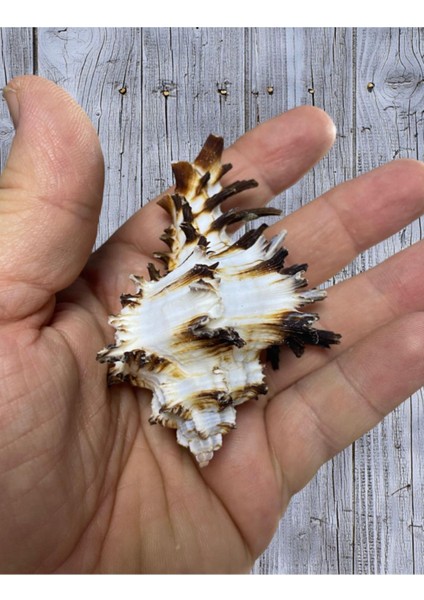 Gerçek Deniz Kabuğu - Hamatis Filum - Deliksiz - ( 2 Adet ) fiyatları