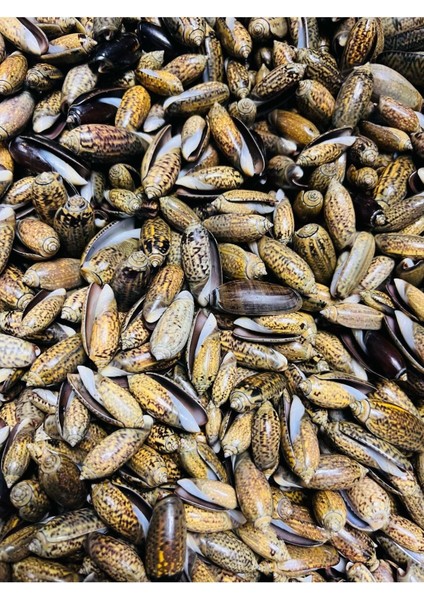 Gerçek Deniz Kabuğu - 8 Adet fiyatları