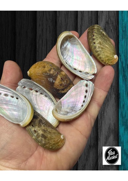 Gerçek Deniz Kabuğu - Sedefli Nacreous - 50GR. ( Ort. 15 Adet )