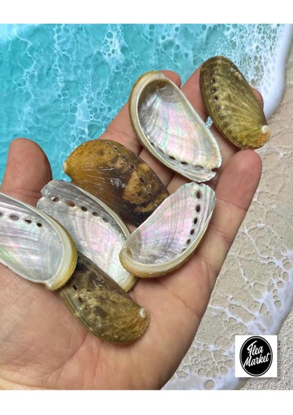 Gerçek Deniz Kabuğu - Sedefli Nacreous - 50GR. ( Ort. 15 Adet ) fiyatları
