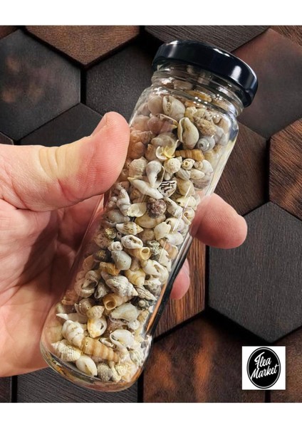 300 Adet Natural Minik Deniz Kabukları - Epoksi Nassa Shell - Deliksiz - ( Boyut ; 0,40 - 1,6 cm )