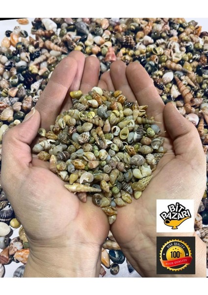 300 Adet Natural Minik Deniz Kabukları - Epoksi Nassa Shell - Deliksiz - ( Boyut ; 0,40 - 1,6 cm ) fiyatları