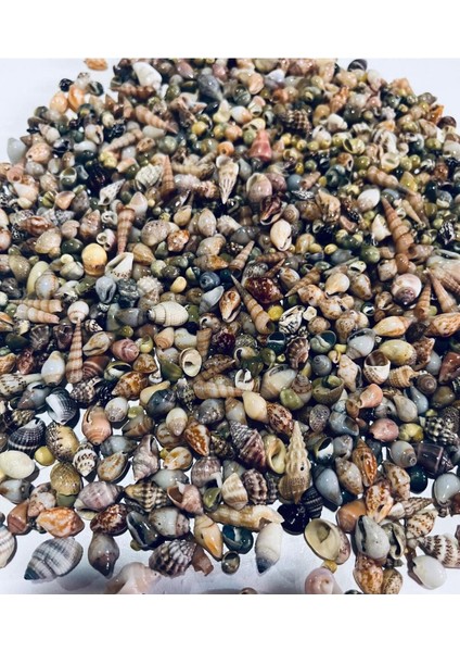 300 Adet Natural Minik Deniz Kabukları - Epoksi Nassa Shell - Deliksiz - ( Boyut ; 0,40 - 1,6 cm ) modelleri