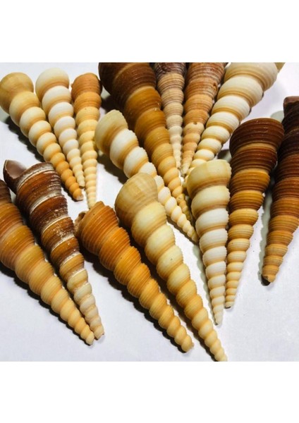 Gerçek Deniz Kabuğu 100 Gram Turitella