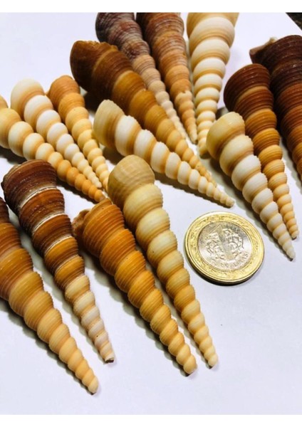 Gerçek Deniz Kabuğu 100 Gram Turitella fiyatları