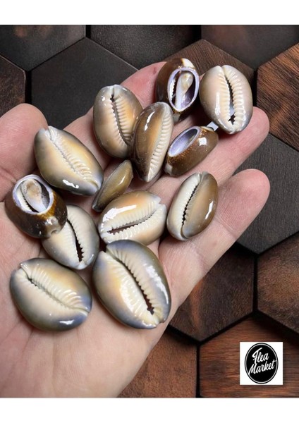 Gerçek Deniz Kabuğu - Gıant Nassa 2 - ( 8 Adet )