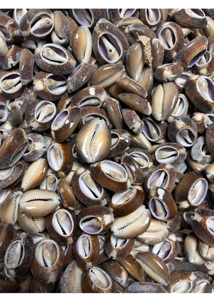 Gerçek Deniz Kabuğu - Gıant Nassa 2 - ( 8 Adet ) fiyatları