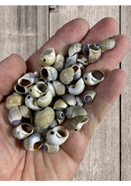 Gerçek Deniz Kabuğu - Meridianus - Deliksiz - ( 50GR , Ort 80 Adet )