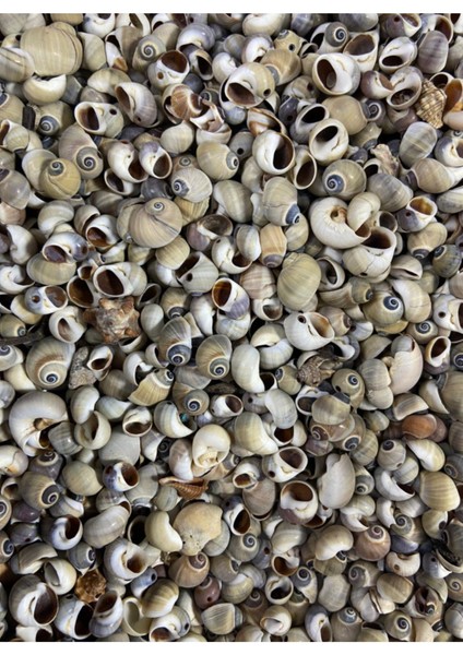 Gerçek Deniz Kabuğu - Meridianus - Deliksiz - ( 50GR , Ort 80 Adet ) fiyatları