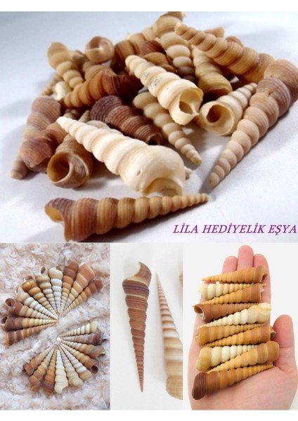 20 Adet Turitella Deniz Kabuğu / Hobi / El Işi / Doğal Akvaryum Süsleme Malzemesi