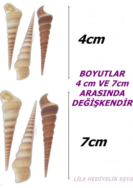 20 Adet Turitella Deniz Kabuğu / Hobi / El Işi / Doğal Akvaryum Süsleme Malzemesi fiyatları