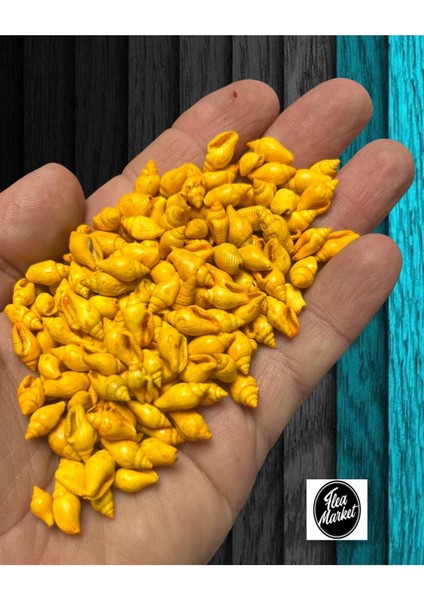 Gerçek Deniz Kabuğu - Nassa Shell - 100 Adet - Orange fiyatları