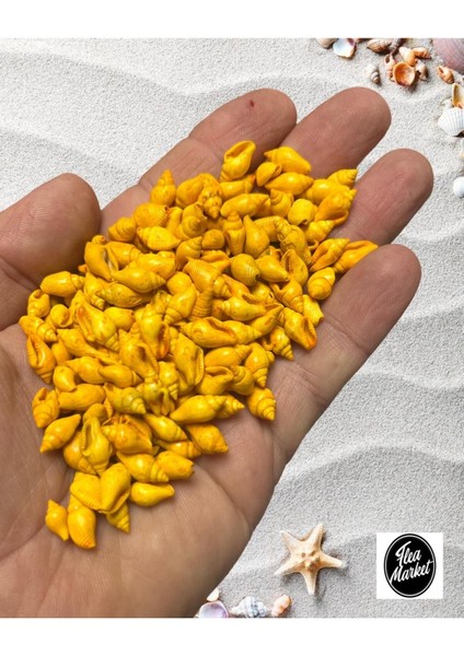Gerçek Deniz Kabuğu - Nassa Shell - 100 Adet - Orange modelleri