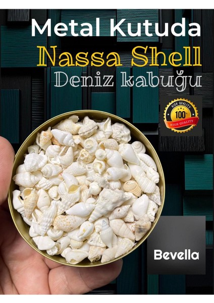 Şık Metal Kutuda Nassa Shell Minyatür Deniz Kabukları ( Ort. 200 Adet )